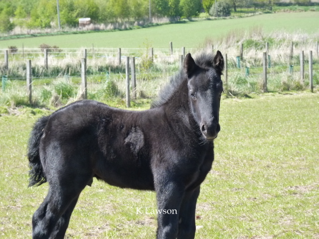 Lochlands King Roger 2011