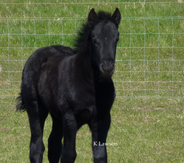 Lochlands King Roger 2011