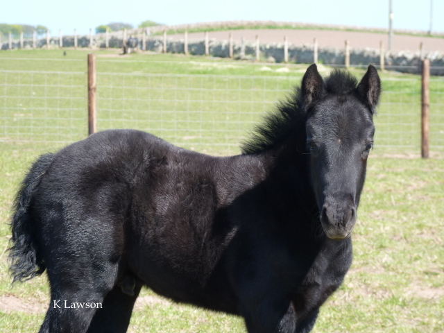 Lochlands King Roger 2011