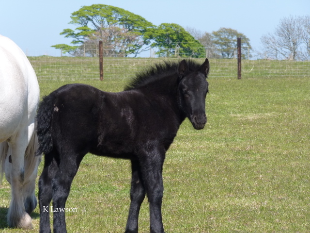 Lochlands King Roger 2011
