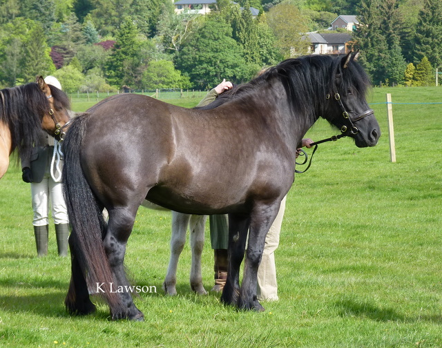 Lochlands Fiery Angel, Champion Drymen 2011