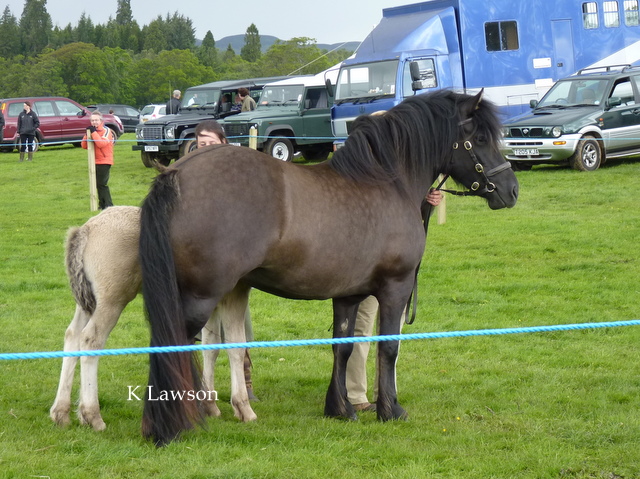 Lochlands Fiery Angel, Champion Drymen 2011