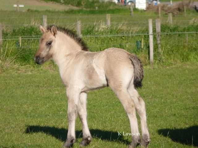 Lochlands Blue Moon, 2 weeks.