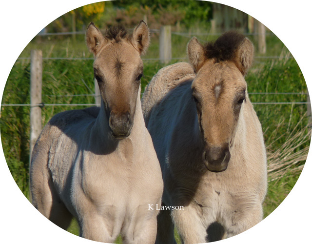 Lochlands Blue Moon & Lochlands Rocket Man
