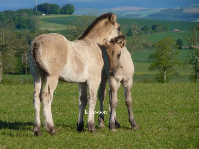 Lochlands Rocket Man & Lochlands Blue Moon