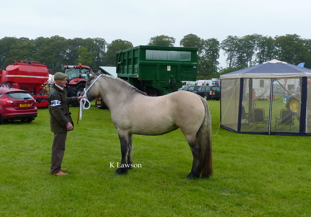 Lochlands Snow Maiden, Reserve Champion Angus Show 2011