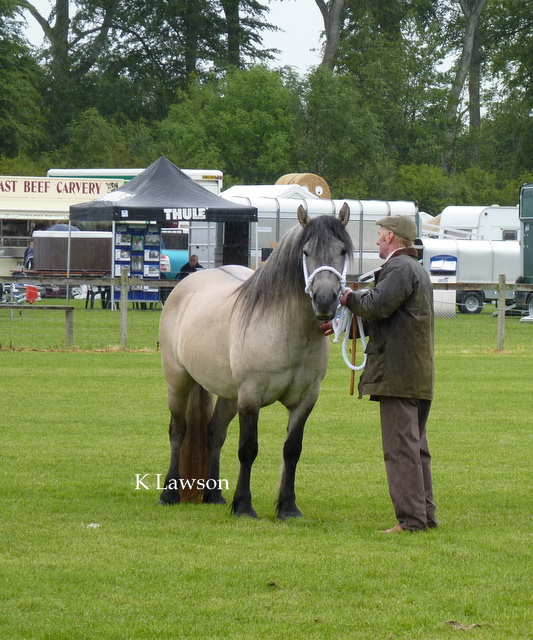 Lochlands Snow Maiden, Reserve Champion Angus Show 2011
