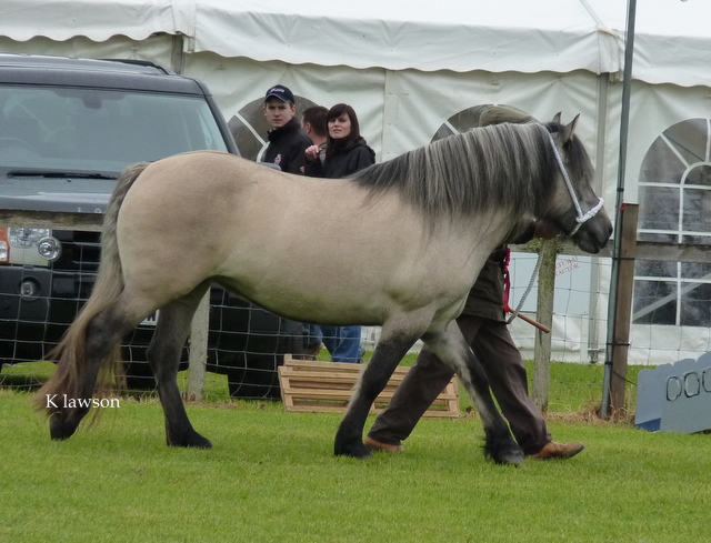 Lochlands Snow Maiden, Reserve Champion Angus Show 2011