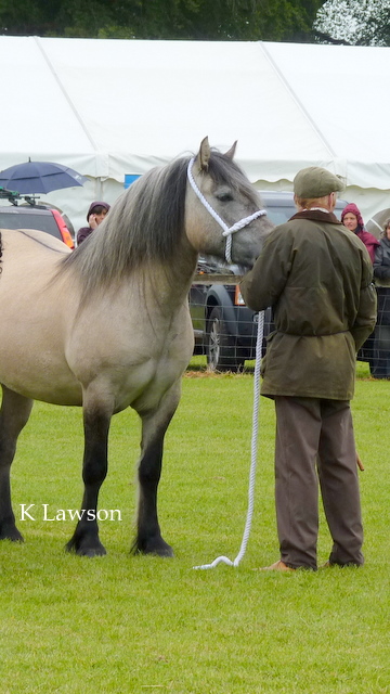 Lochlands Snow Maiden, Reserve Champion Angus Show 2011