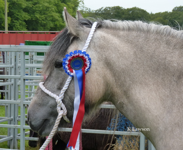 Lochlands Snow Maiden, Reserve Champion Angus Show 2011