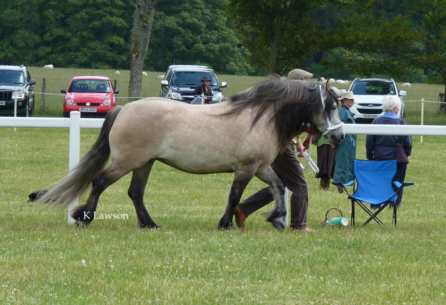 Lochlands Madonna, HPS Breed Show 2011