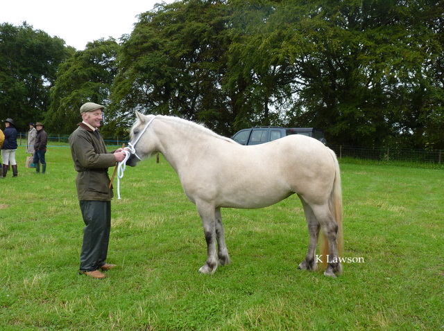Lochlands Silver Raven, Kirriemuir Show 2011