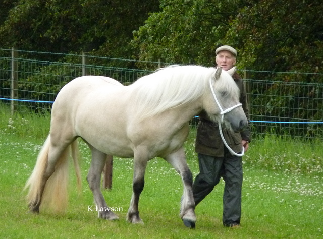 Lochlands Silver Raven, Kirriemuir Show 2011