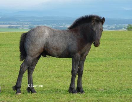 Lochlands King Roger