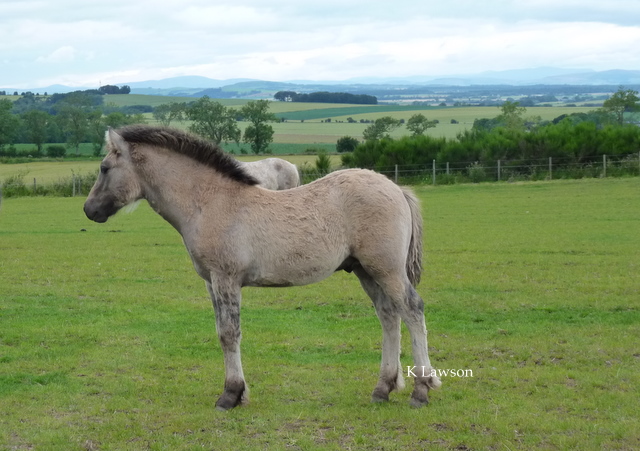 Lochlands Rocket Man, July 2011
