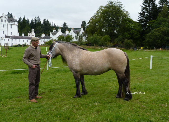 Lochlands Madonna, 1st prize yeld mare Blair 2011