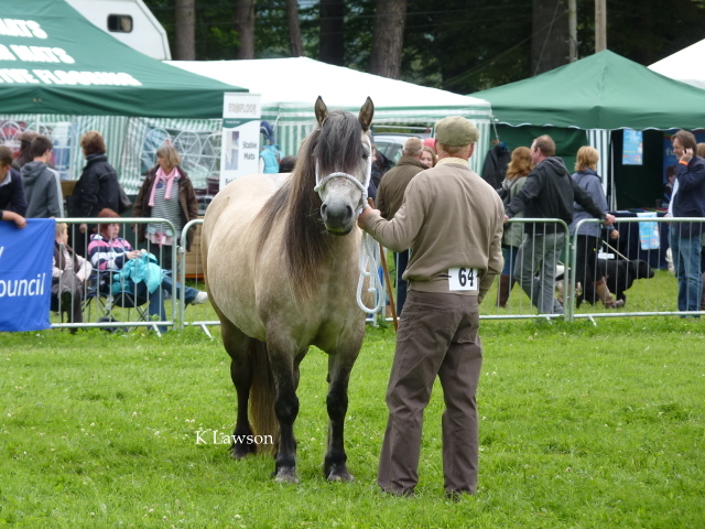 Lochlands Madonna, 1st prize yeld mare Blair 2011