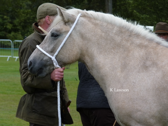 Lochlands Silver Raven, Duthie 2011