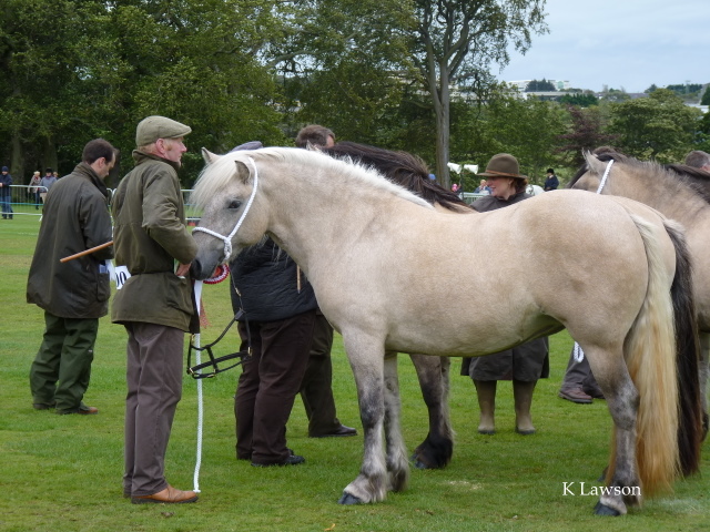 Lochlands Silver Raven, Duthie 2011