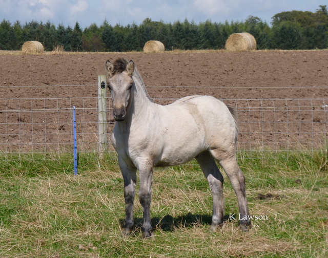 Lochlands Blue Moon, Sept 2011