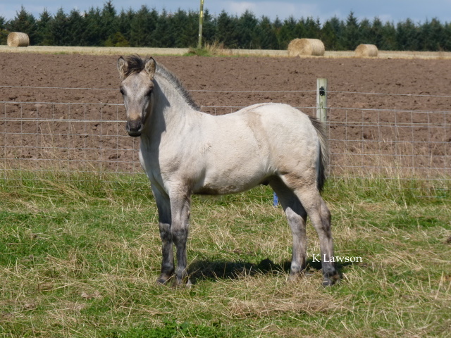 Lochlands Blue Moon, Sept 2011