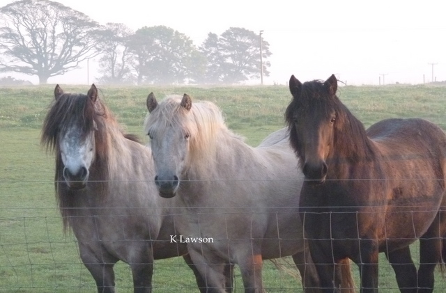 Lochlands Madonna, Lochlands Silver Raven & Princess Blossom of Strathmore