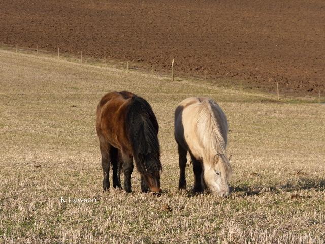 Blossom and Raven, Dec 2011