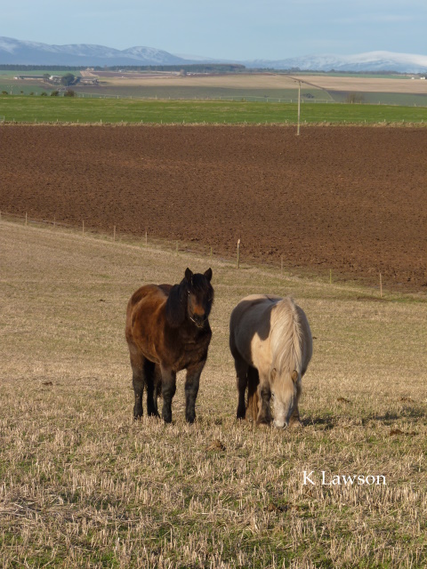 Blossom and Raven, Dec 2011