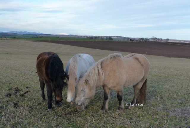 Blossom, Lynnette & Raven, Dec 11.