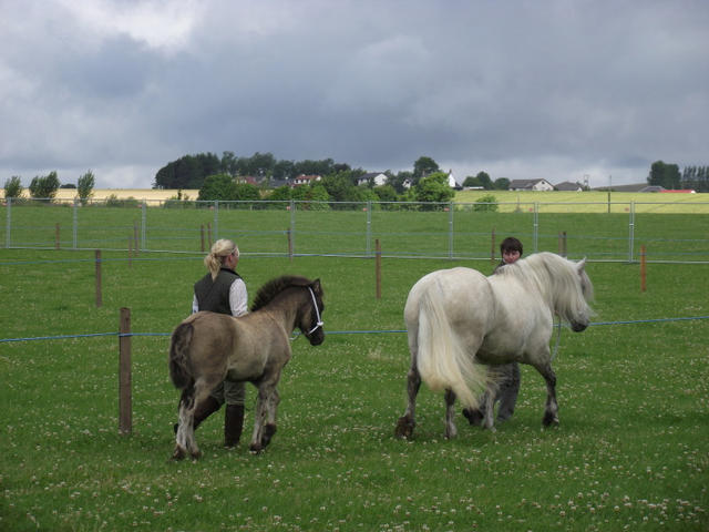 Lochlands Madasun, Kirrie 2010