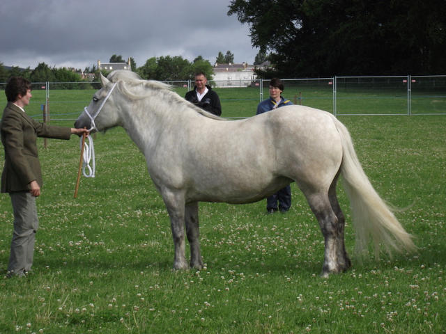 Lochlands Madasun, Kirrie 2010