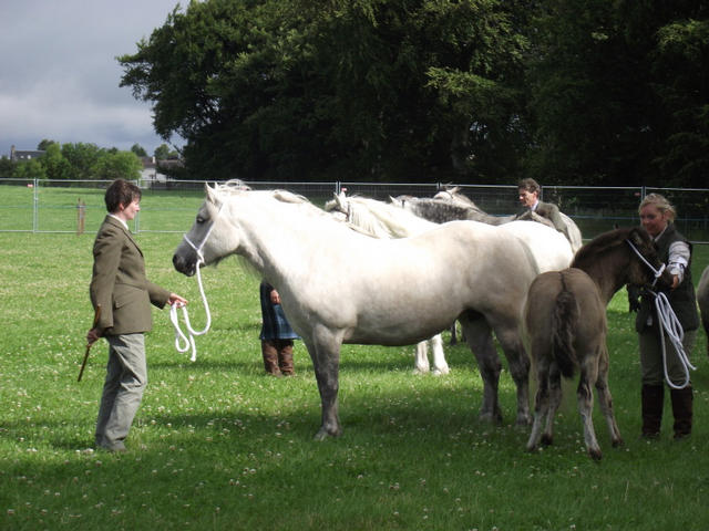 Lochlands Madasun, Kirrie 2010