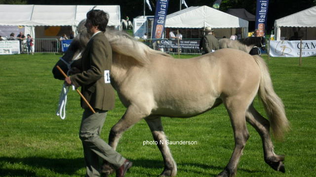 L Silver Raven, Fife 2010