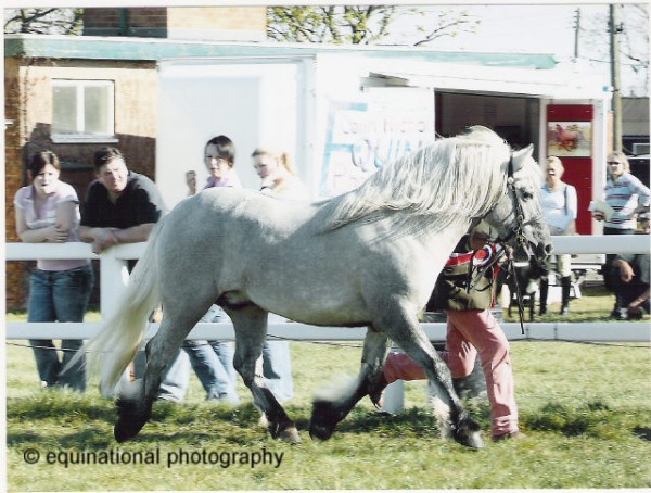 Lochlands Principal Flute, 3yo colt.