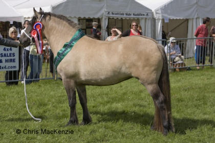 Lochlands Madonna, 2yo