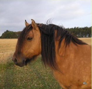 Lochlands Melody