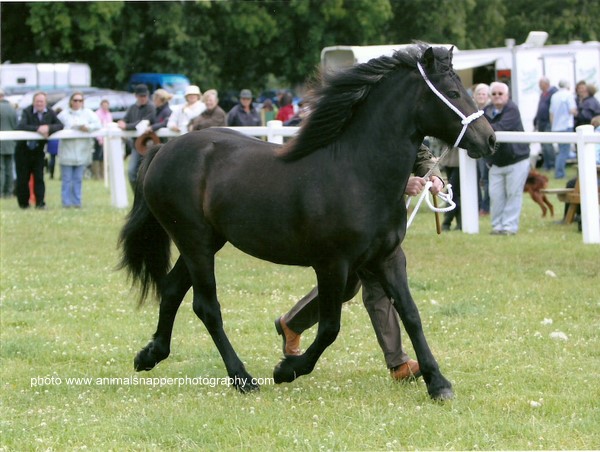 Lochlands Mandora, Breed Show 2010