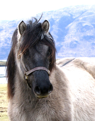 Torrin of Achnacone, February 2010.