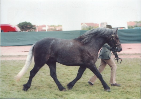 Lochlands Choirboy  3yo 2003 also see photo on the news page