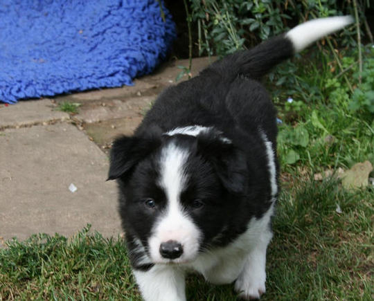 Black & White boy @ 5 1/2 weeks