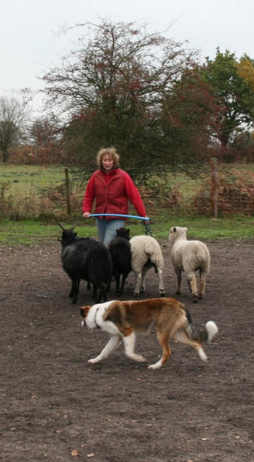 Bryn @ 6 months - lovin his sheepwork.