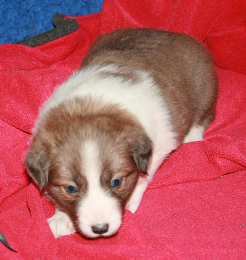 Blue Sable girl.
