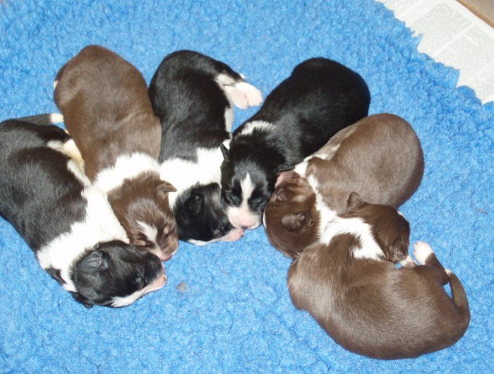 Litter 1 week