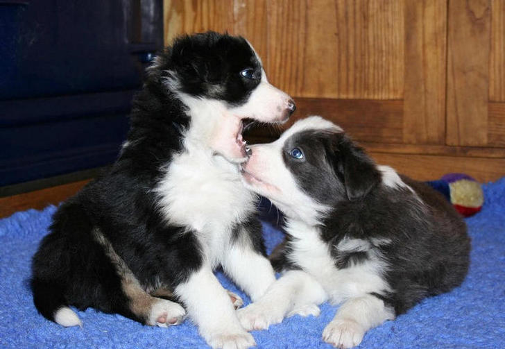 2 boys playing. 5  1/2 weeks (R. Treasure Trove & R. Silver Lustre): SOLD