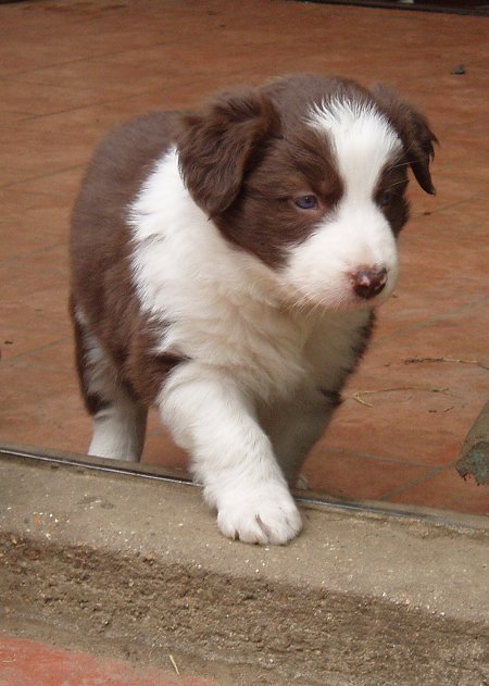 Harvery @ 4 1/2 weeks.