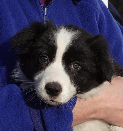 Adventuress @ 8 weeks: SOLD