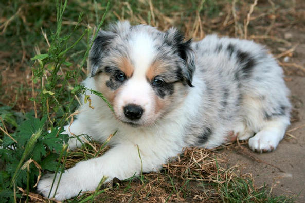 Blue Merle + Tan boy @ 5 1/2 weeks