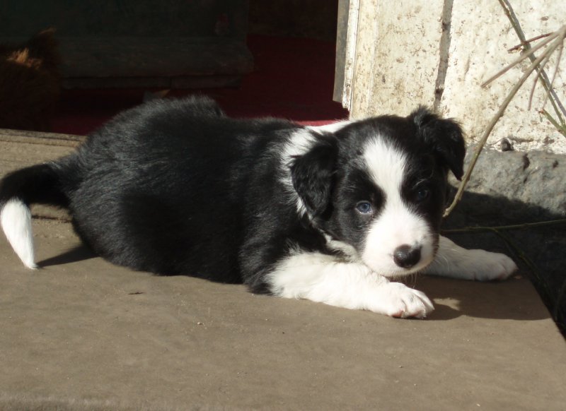 3) Black boy @ 5 weeks -  Rosmarinus Flashman.