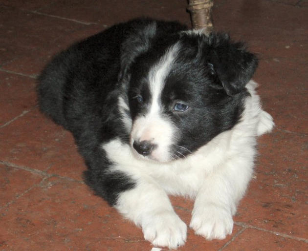 5) Rosmarinus Flash Dash - Ellie @ 5 weeks