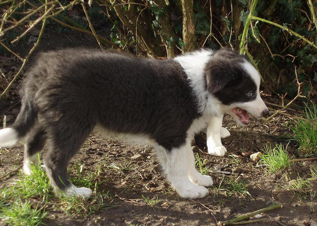Blue boy tasting the bushes. 8 weeks: Rosmarinus Silver Lustre.